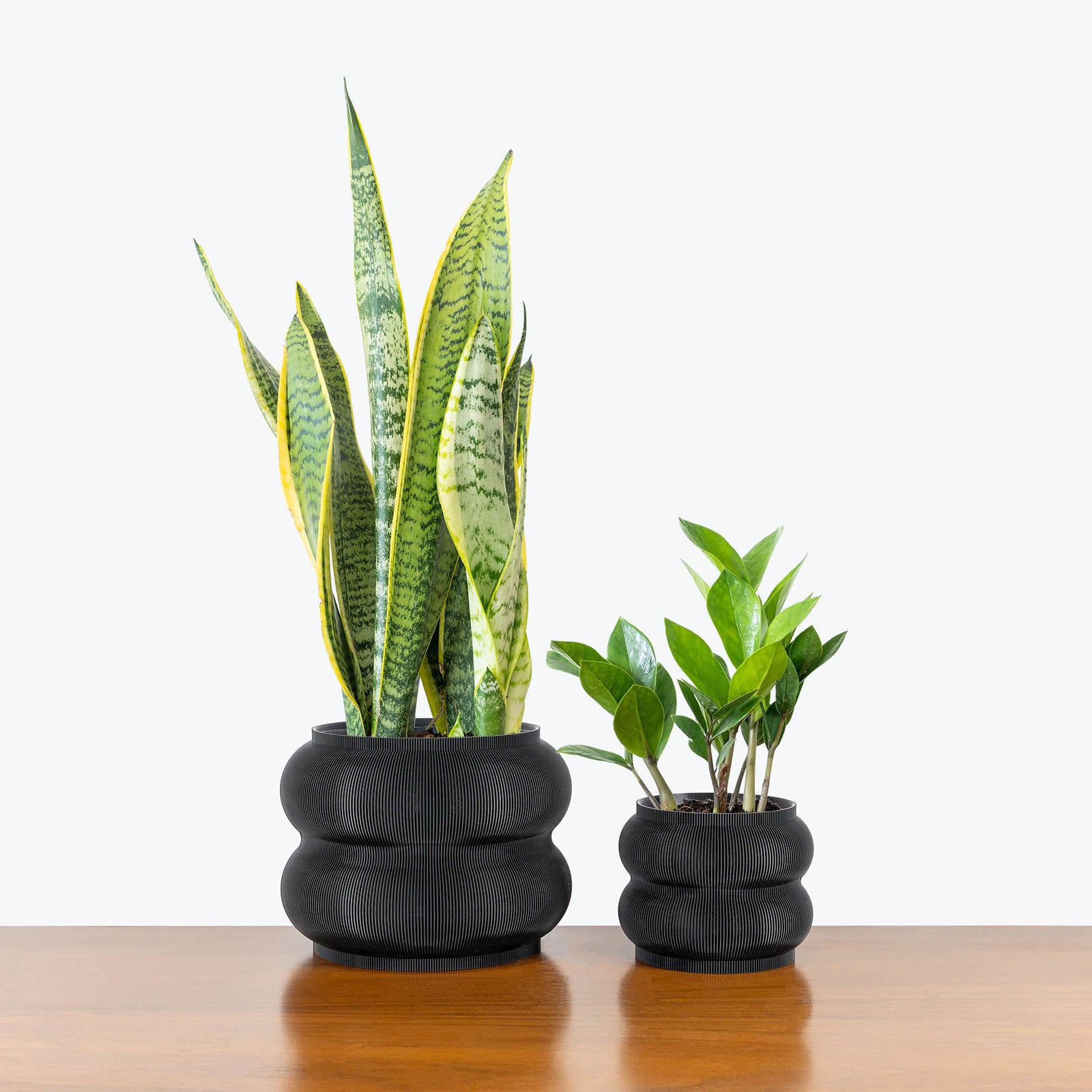 Low Light Duo in 3D Printed Eco Friendly Peanut Planter - House Plants Delivery Toronto - JOMO Studio #planter_peanut planter