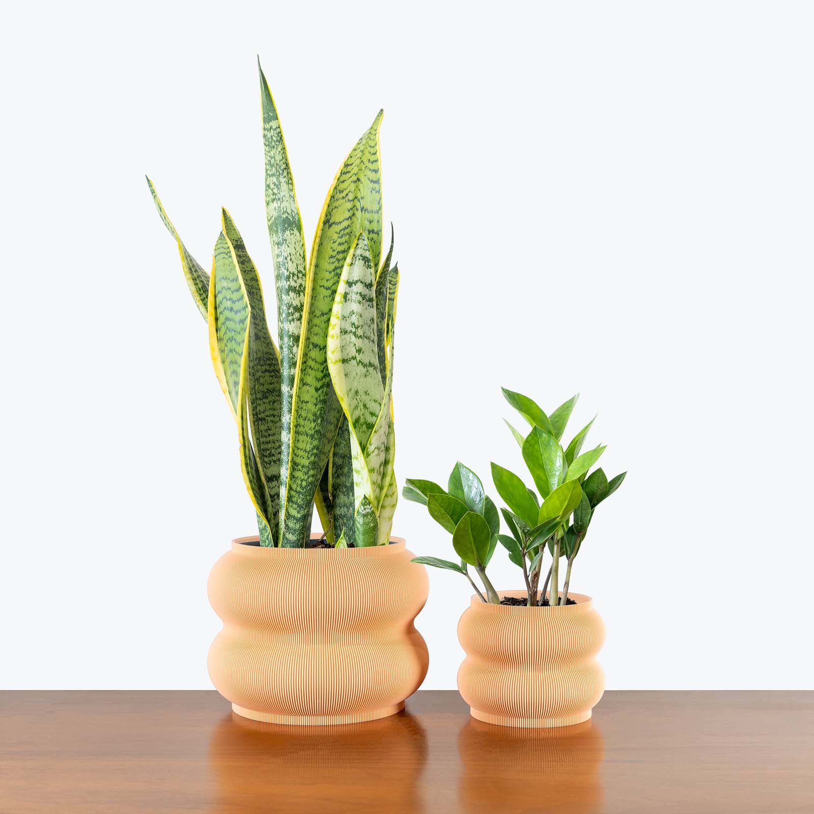 Low Light Duo in 3D Printed Eco Friendly Peanut Planter - House Plants Delivery Toronto - JOMO Studio #planter_peanut planter