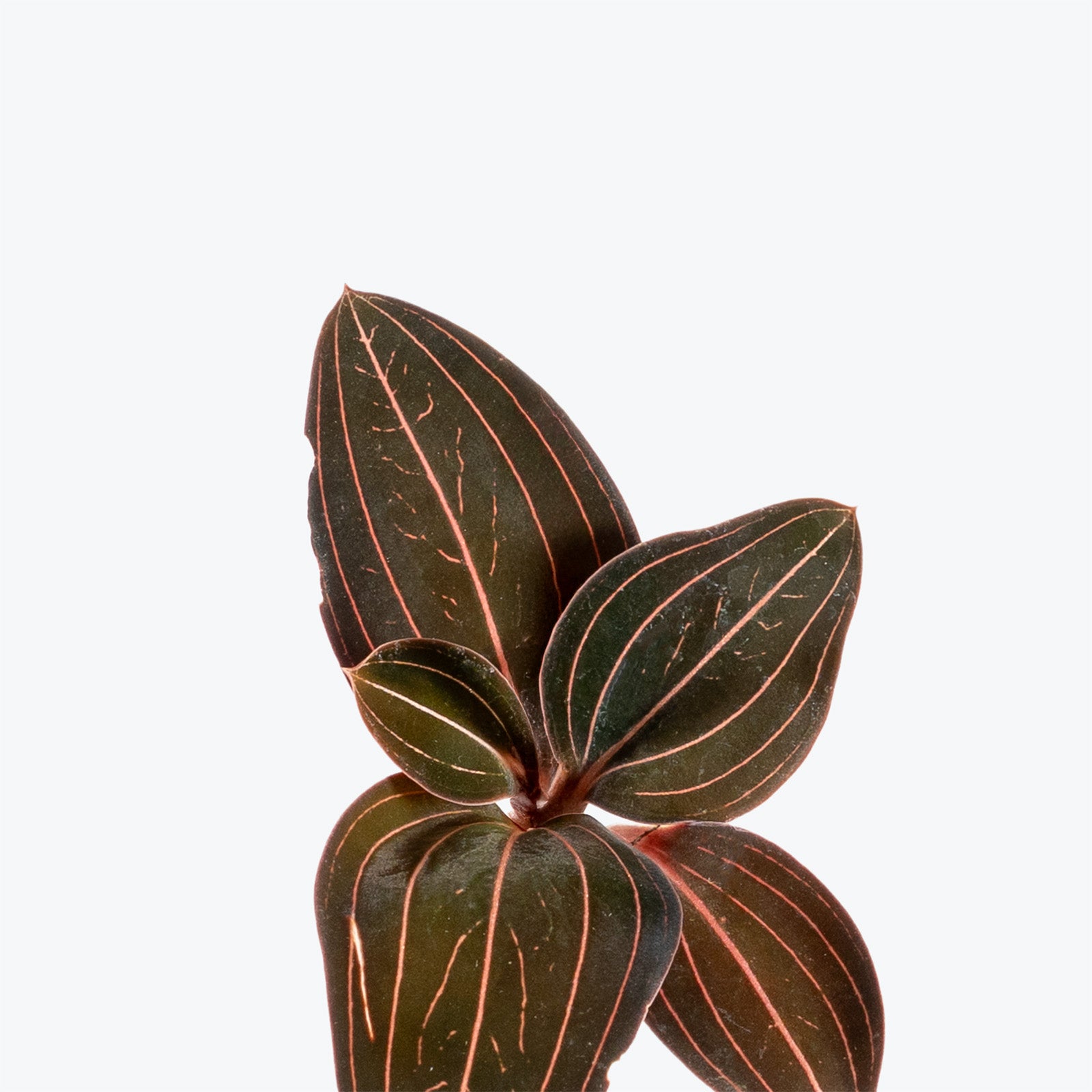 Ludisia Discolor | Jewel Orchid | Care Guide and Pro Tips - Delivery from Toronto across Canada - JOMO Studio