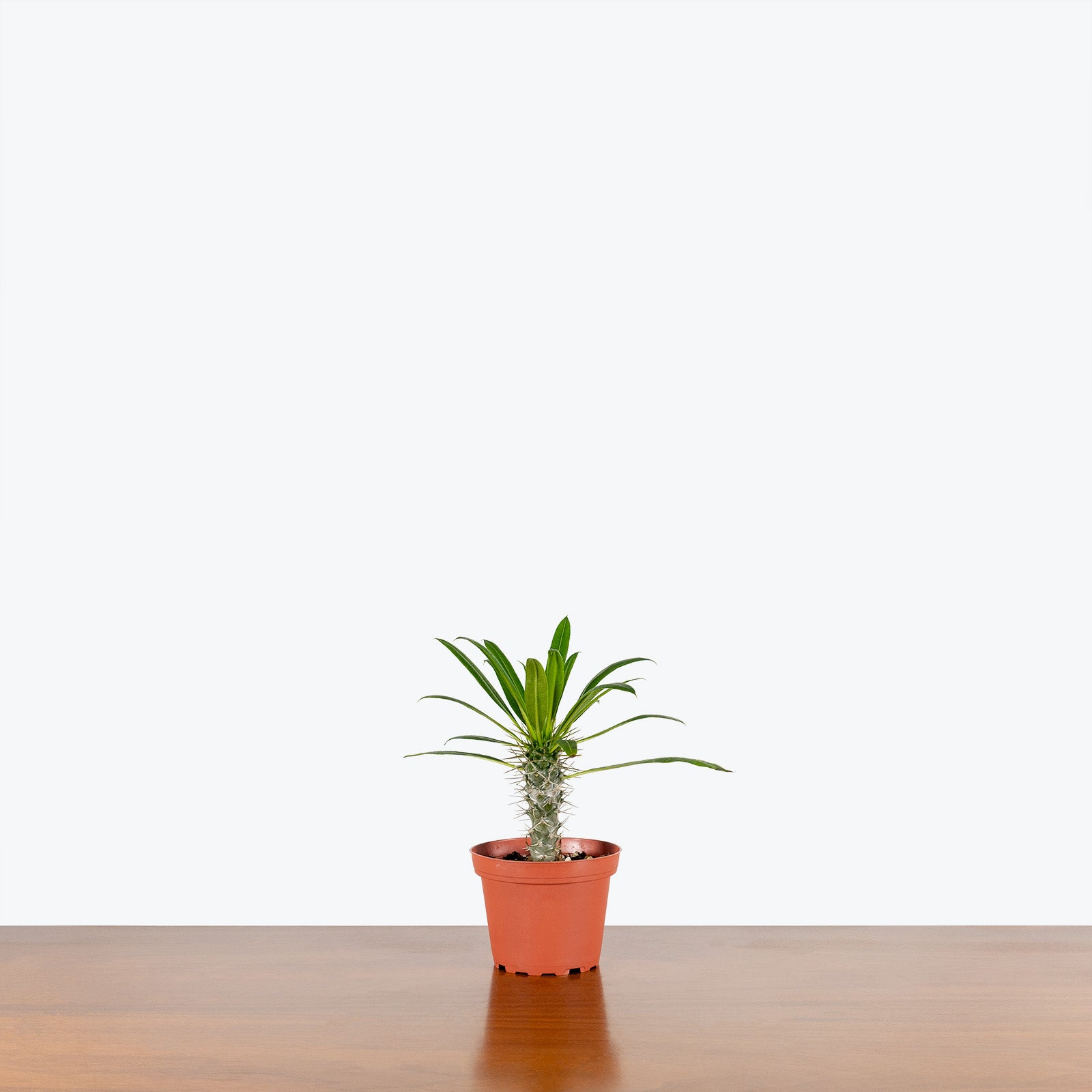 Madagascar Palm - Pachypodium Lamerei - House Plants Delivery Toronto - JOMO Studio