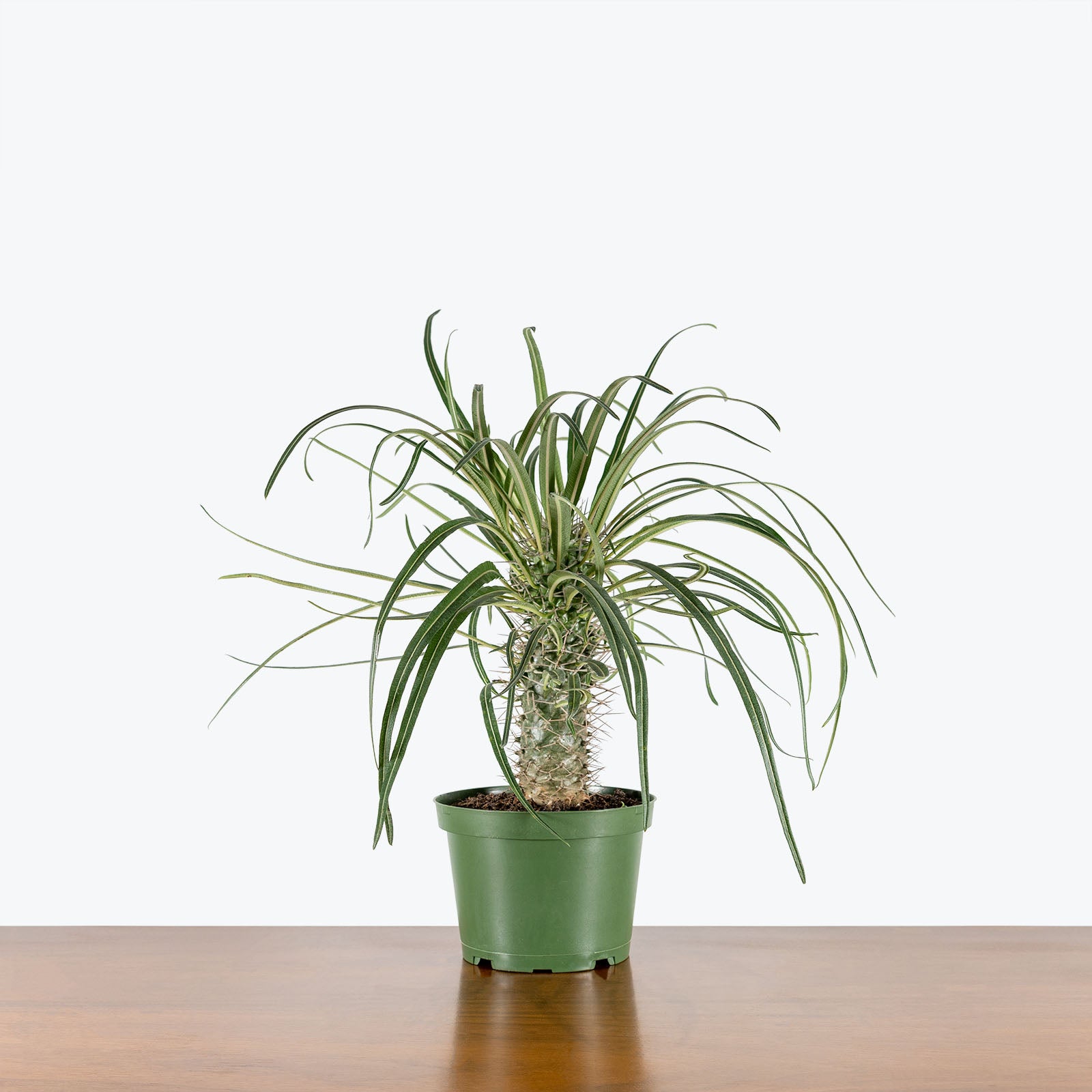 Madagascar Palm - Pachypodium Lamerei - House Plants Delivery Toronto - JOMO Studio