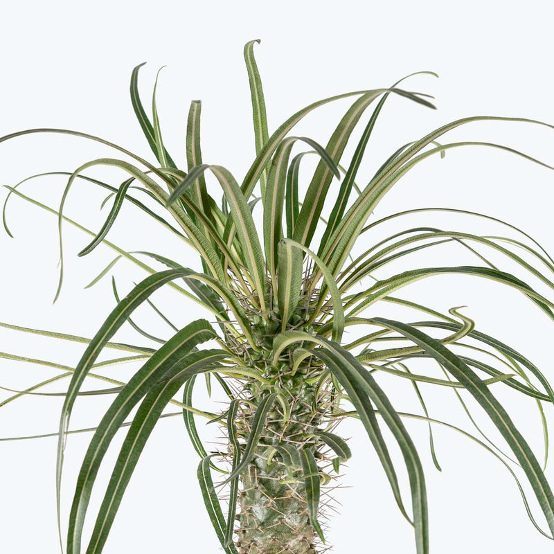 Madagascar Palm - Pachypodium Lamerei - House Plants Delivery Toronto - JOMO Studio