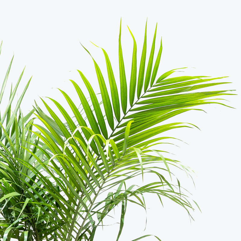 Majesty Palm - House Plants Delivery Toronto - JOMO Studio