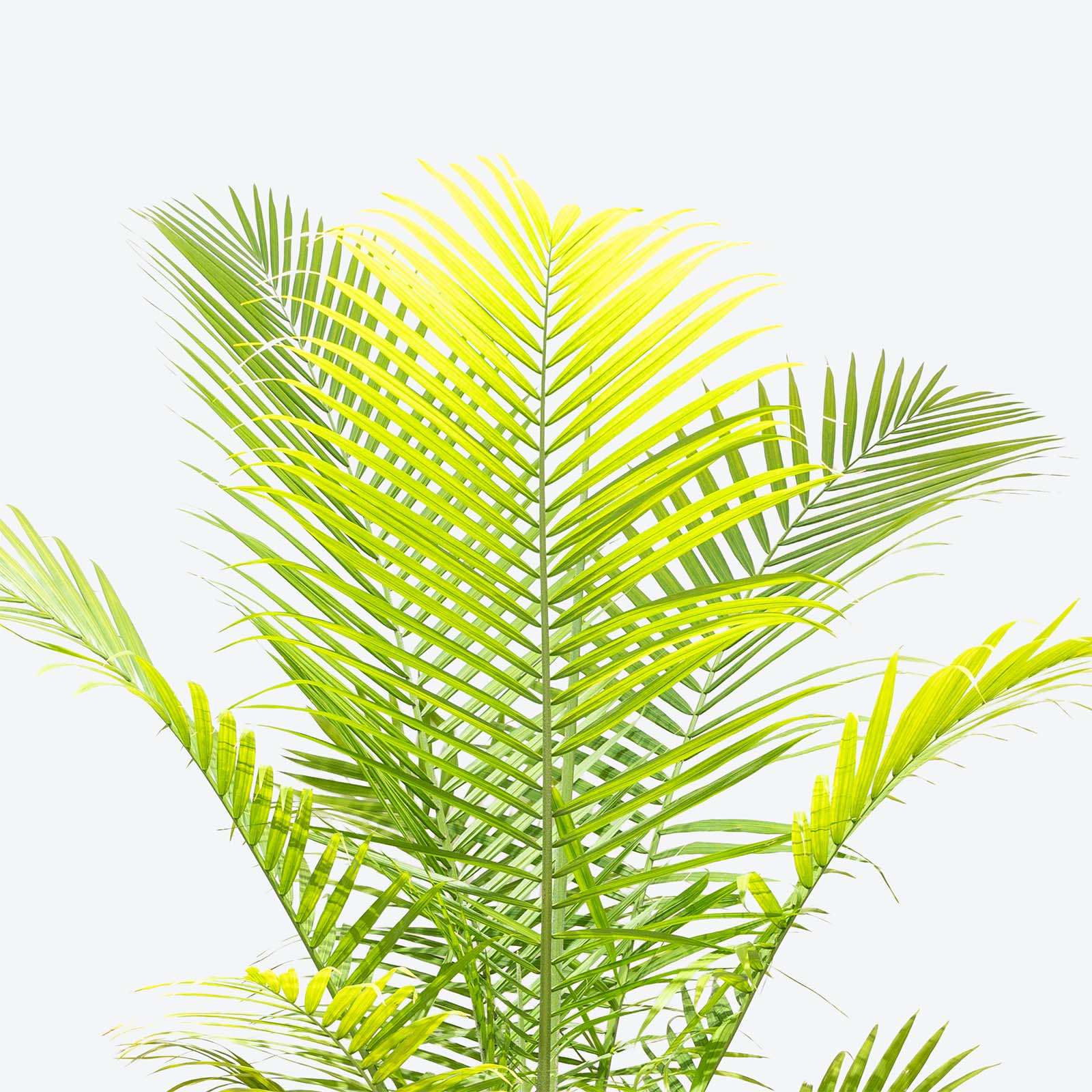 Majesty Palm - House Plants Delivery Toronto - JOMO Studio