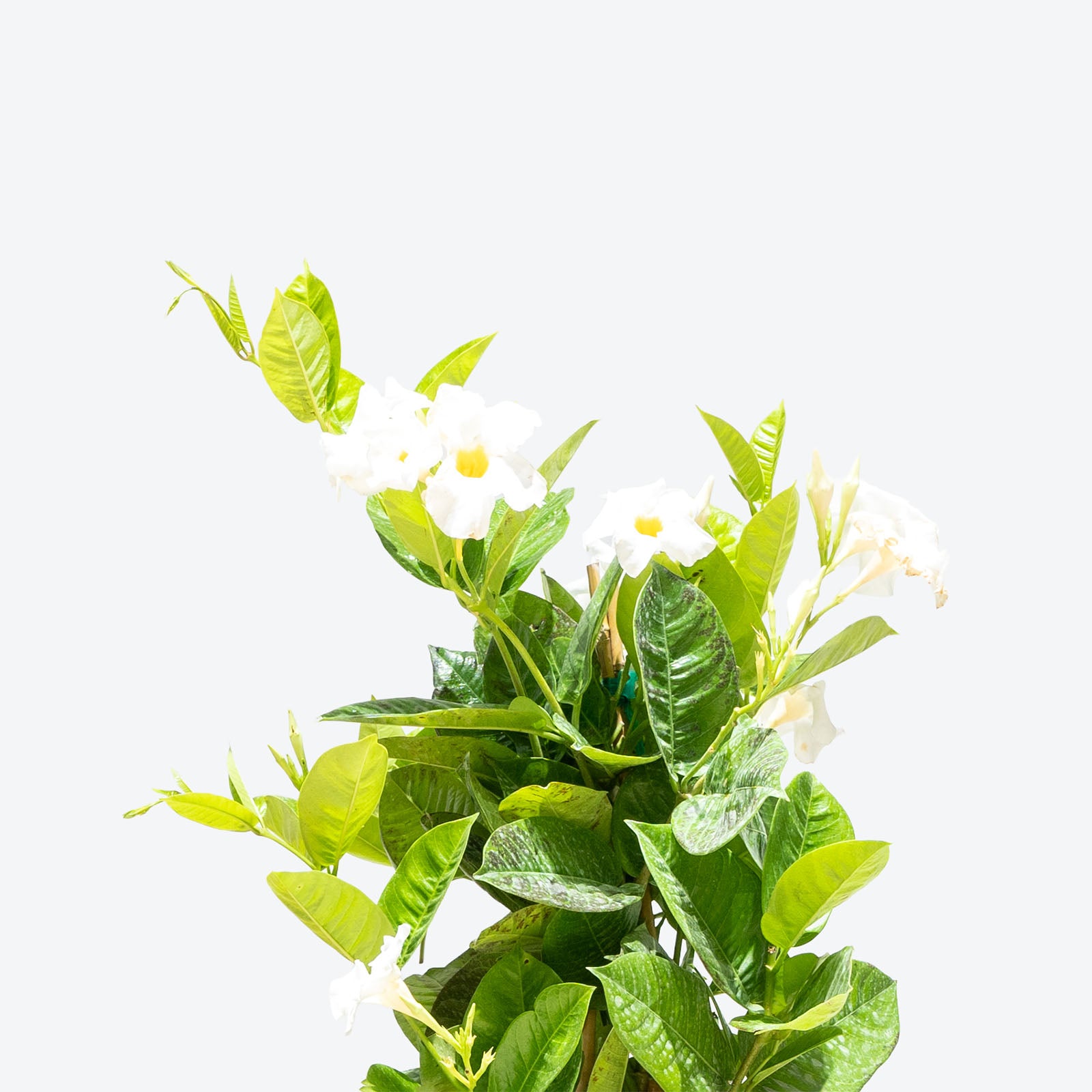 Mandevilla - Rocktrumpet - House Plants Delivery Toronto - JOMO Studio