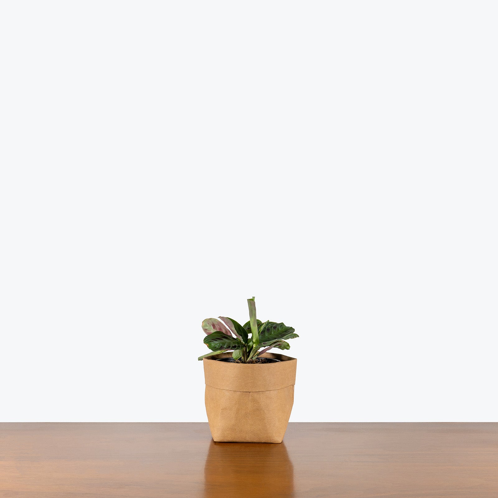 Maranta Black Prayer Plant | Care Guide and Pro Tips - Delivery from Toronto across Canada - JOMO Studio