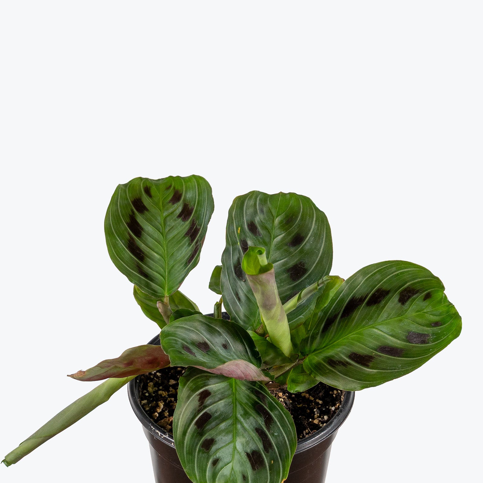 Maranta Black Prayer Plant | Care Guide and Pro Tips - Delivery from Toronto across Canada - JOMO Studio