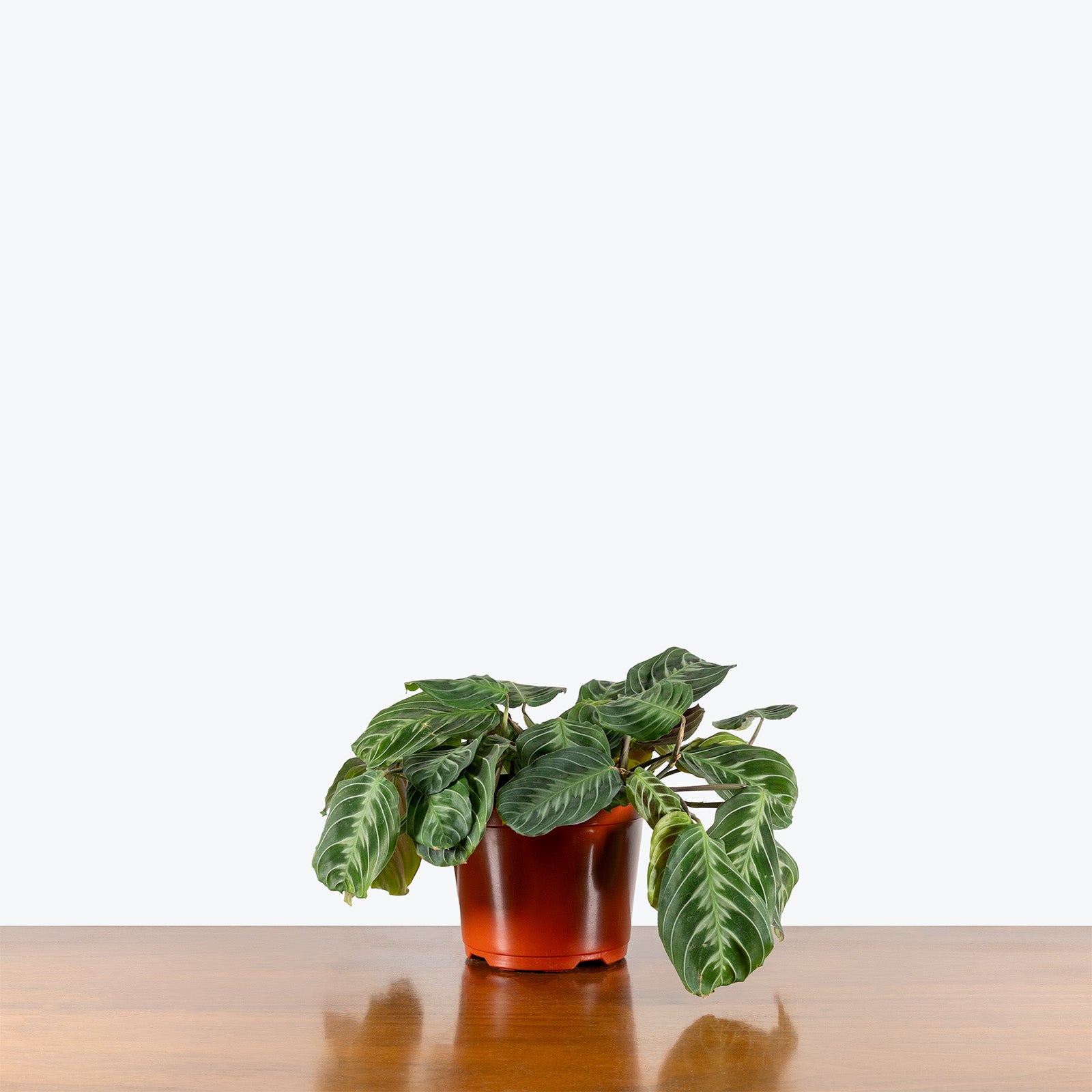 Maranta Cat Moustache | Care Guide and Pro Tips - Delivery from Toronto across Canada - JOMO Studio