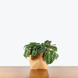 Maranta Cat Moustache — 4” Pot (expecting minor blemishes)