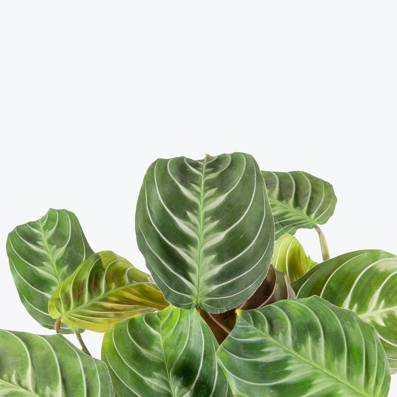 Maranta Cat Moustache | Care Guide and Pro Tips - Delivery from Toronto across Canada - JOMO Studio