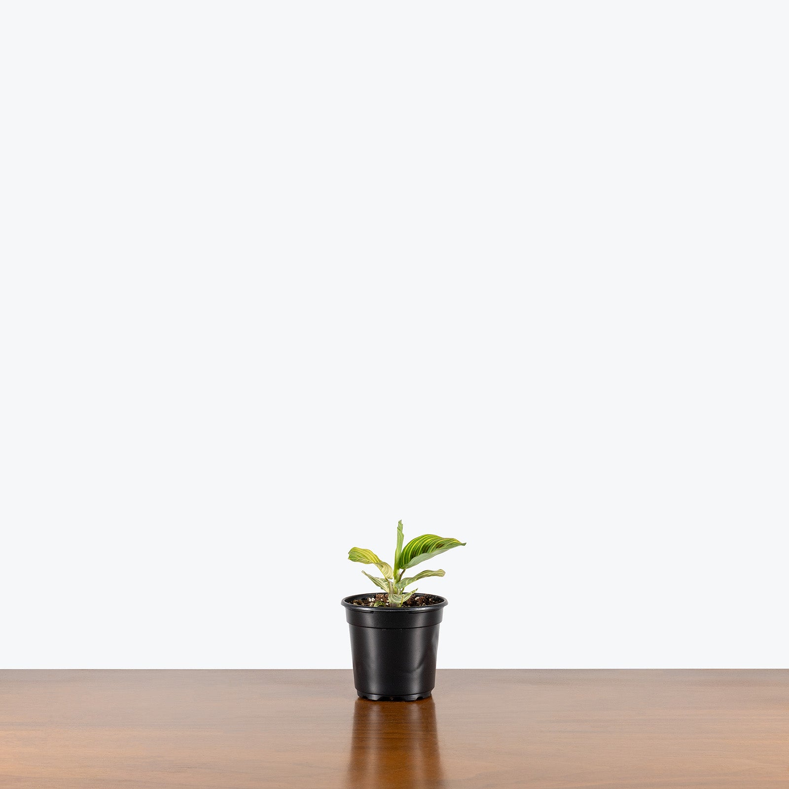 Maranta Light Veins | Care Guide and Pro Tips - Delivery from Toronto across Canada - JOMO Studio