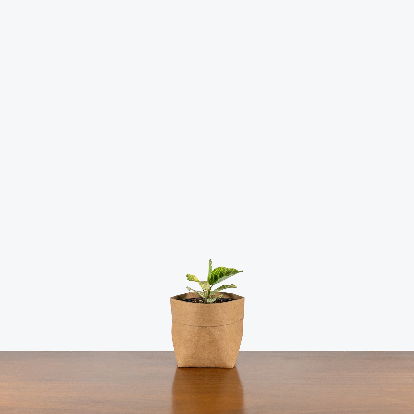 Maranta Light Veins | Care Guide and Pro Tips - Delivery from Toronto across Canada - JOMO Studio