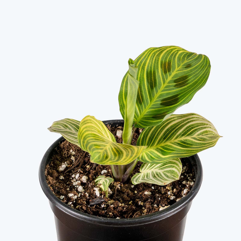 Maranta Light Veins | Care Guide and Pro Tips - Delivery from Toronto across Canada - JOMO Studio