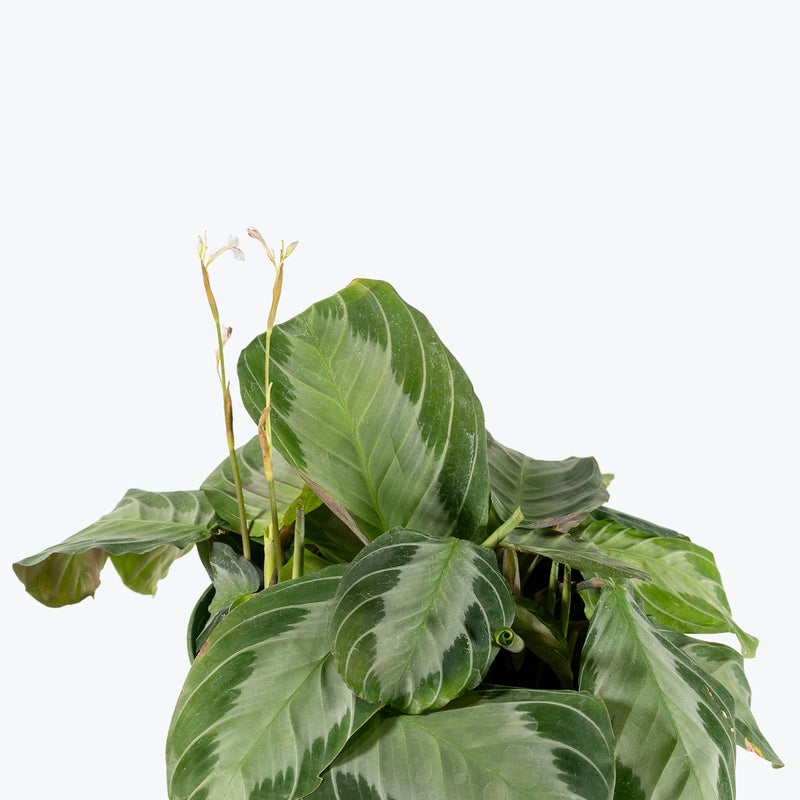Maranta Silver Band | Care Guide and Pro Tips - Delivery from Toronto across Canada - JOMO Studio