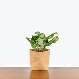 Maranta Variegated Prayer Plant — 4” Pot