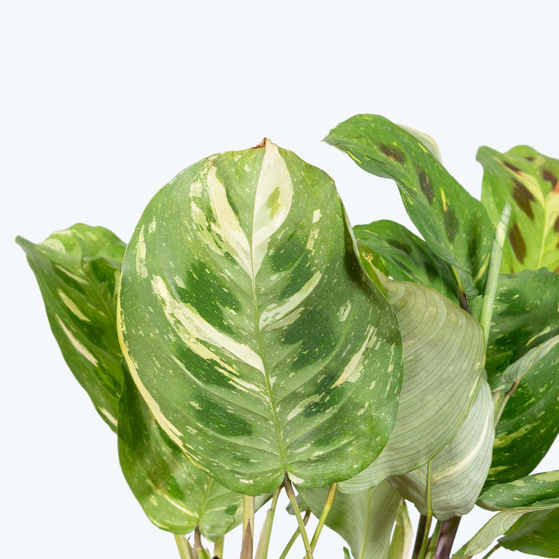 Maranta Variegated Prayer Plant - Maranta leuconeura var. kerchoveana 'Variegata' - Toronto House Plant Delivery - JOMO Studio