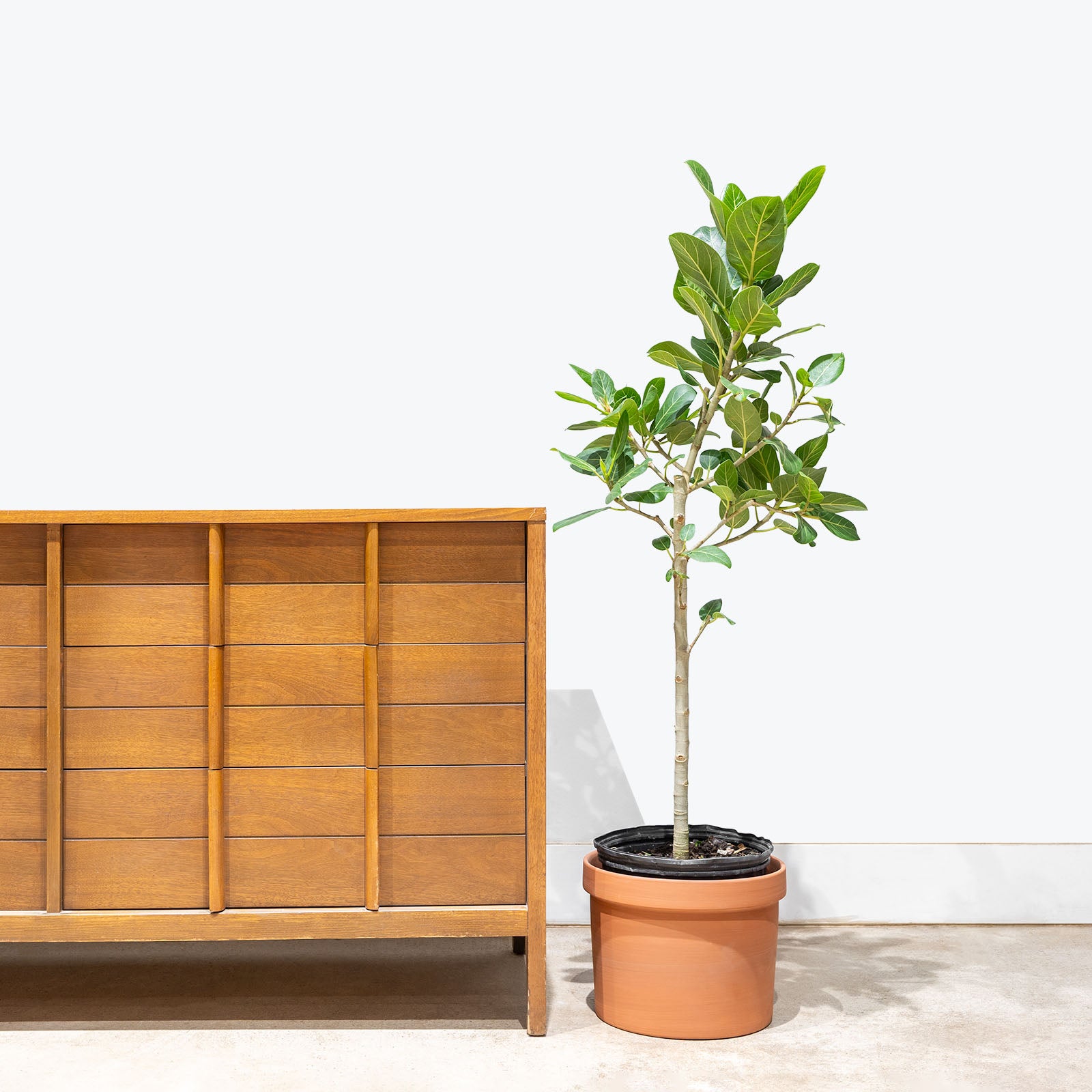 Mario Planter - House Plants Delivery Toronto - JOMO Studio