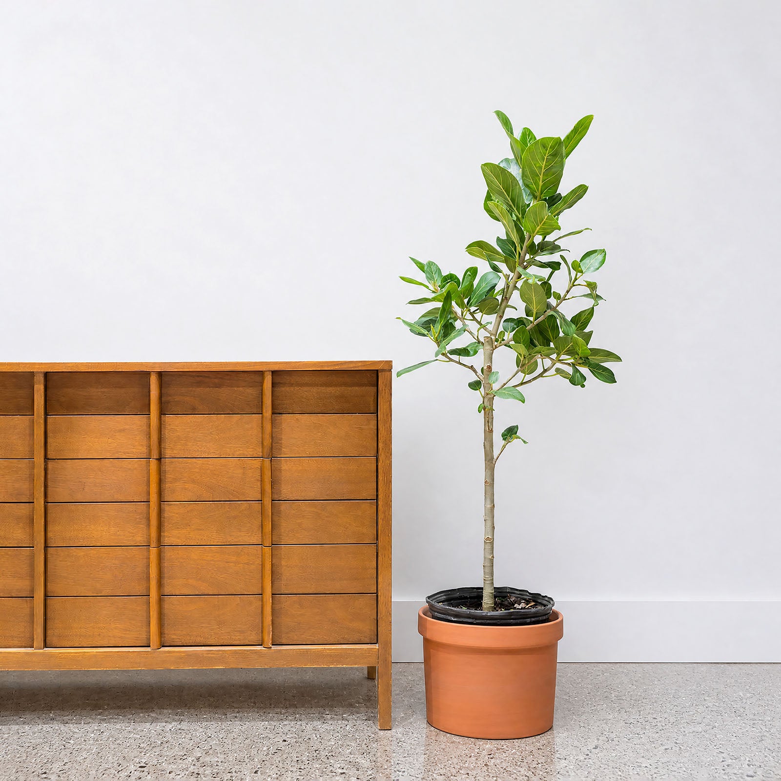 Mario Planter - House Plants Delivery Toronto - JOMO Studio