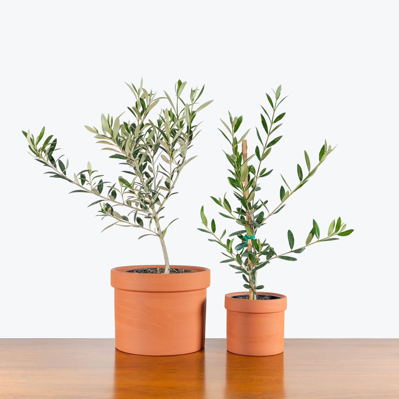Mario Planter - House Plants Delivery Toronto - JOMO Studio