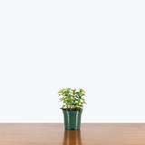 Mini Green Goldfish Plant — 4" Pot