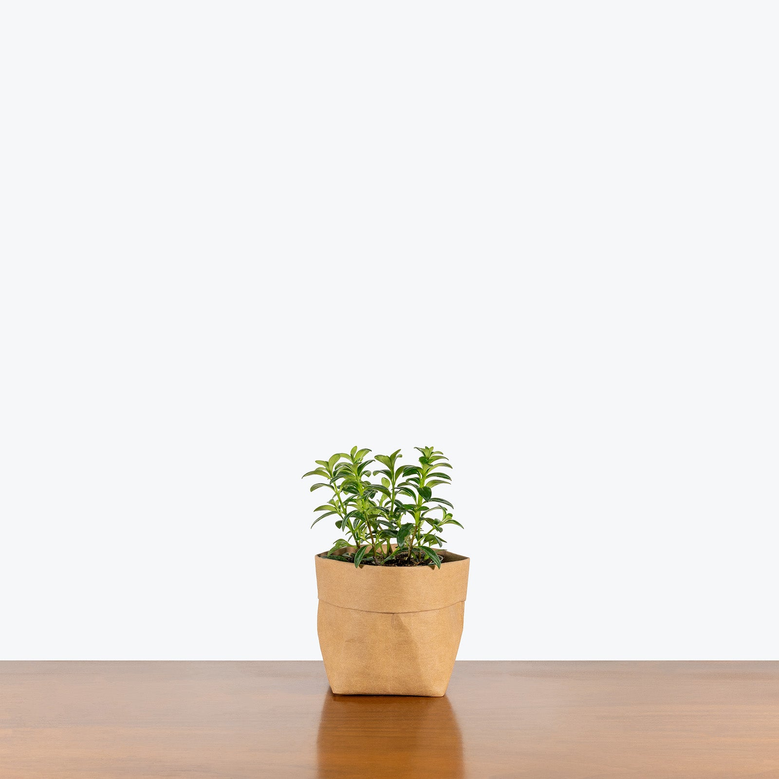 Mini Green Goldfish Plant | Care Guide and Pro Tips - Delivery from Toronto across Canada - JOMO Studio
