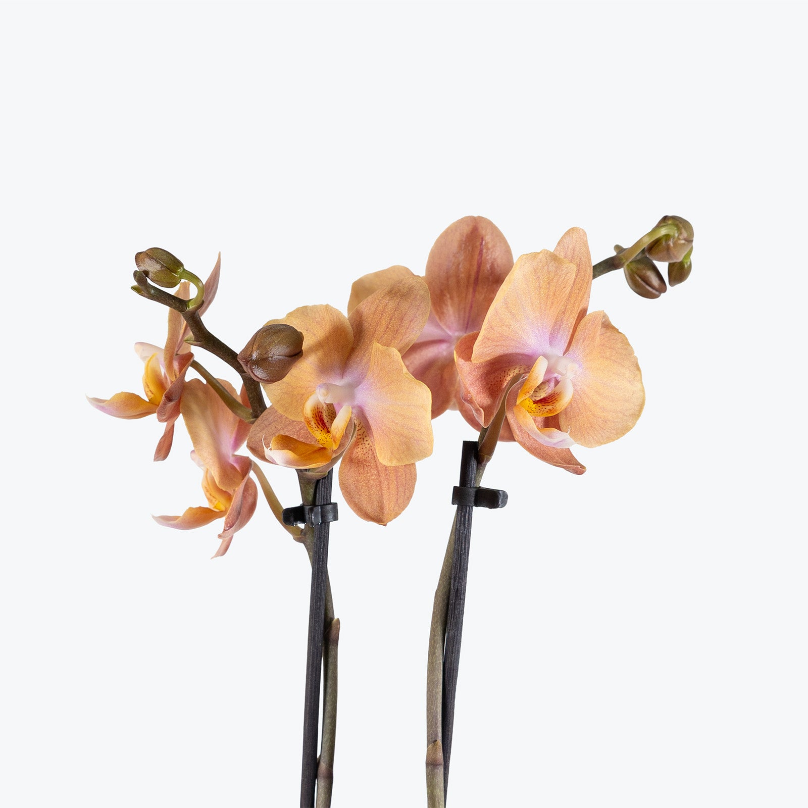 Mini Phalaenopsis Orchid | Care Guide and Pro Tips - Delivery from Toronto across Canada - JOMO Studio