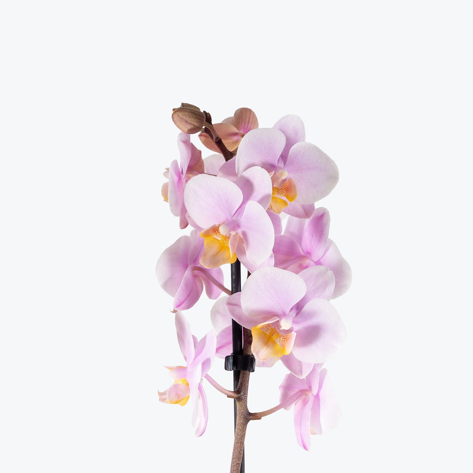 Mini Phalaenopsis Orchid | Care Guide and Pro Tips - Delivery from Toronto across Canada - JOMO Studio