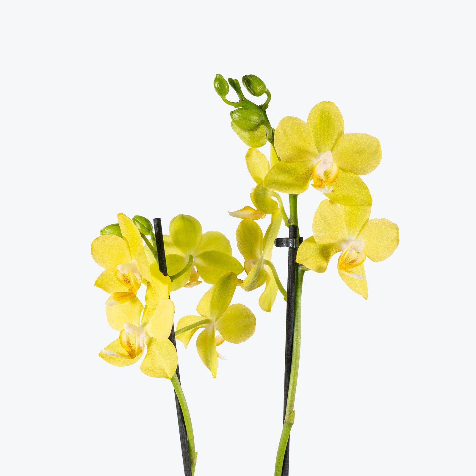 Mini Phalaenopsis Orchid