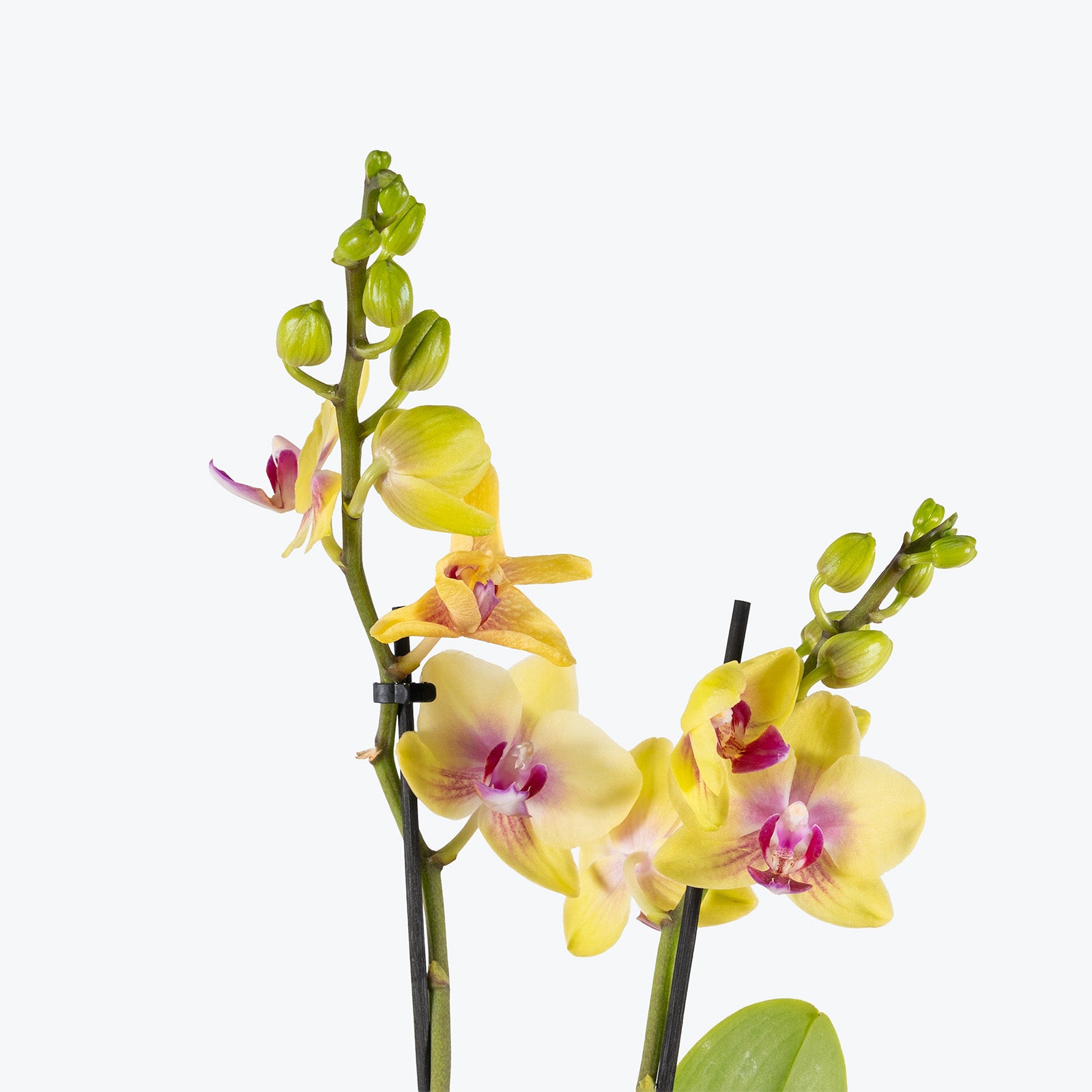 Mini Phalaenopsis Orchid