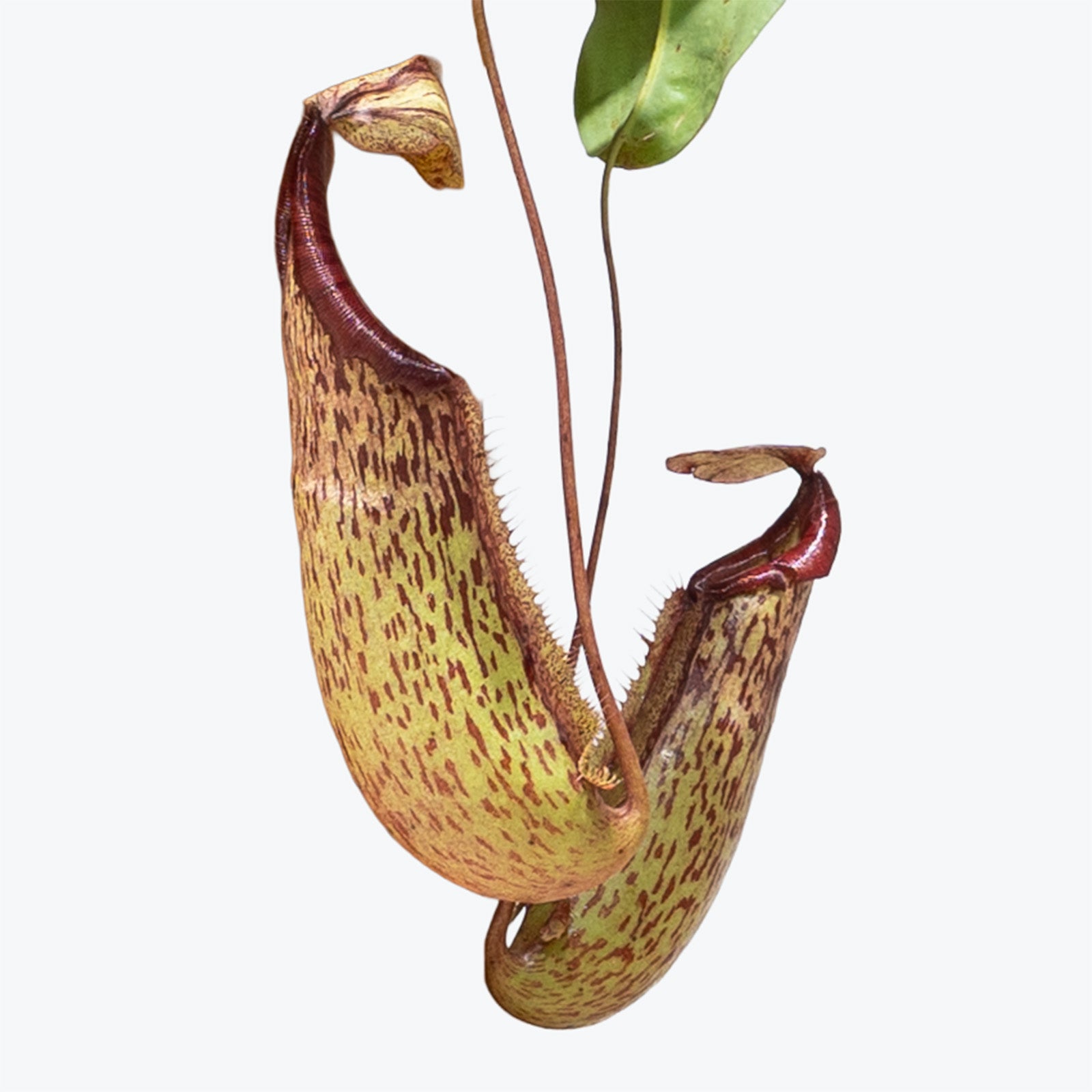 Miranda Pitcher Plant | Care Guide and Pro Tips - Delivery from Toronto across Canada - JOMO Studio