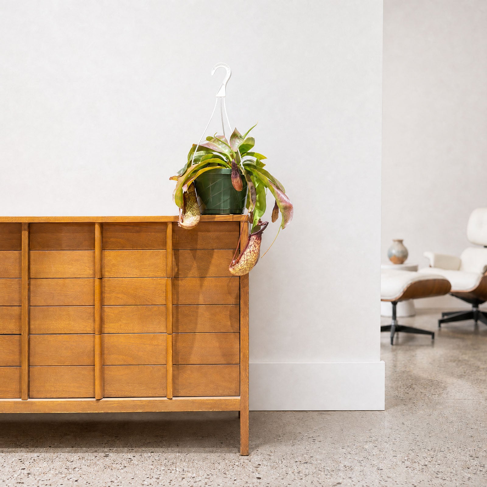 Miranda Pitcher Plant | Care Guide and Pro Tips - Delivery from Toronto across Canada - JOMO Studio