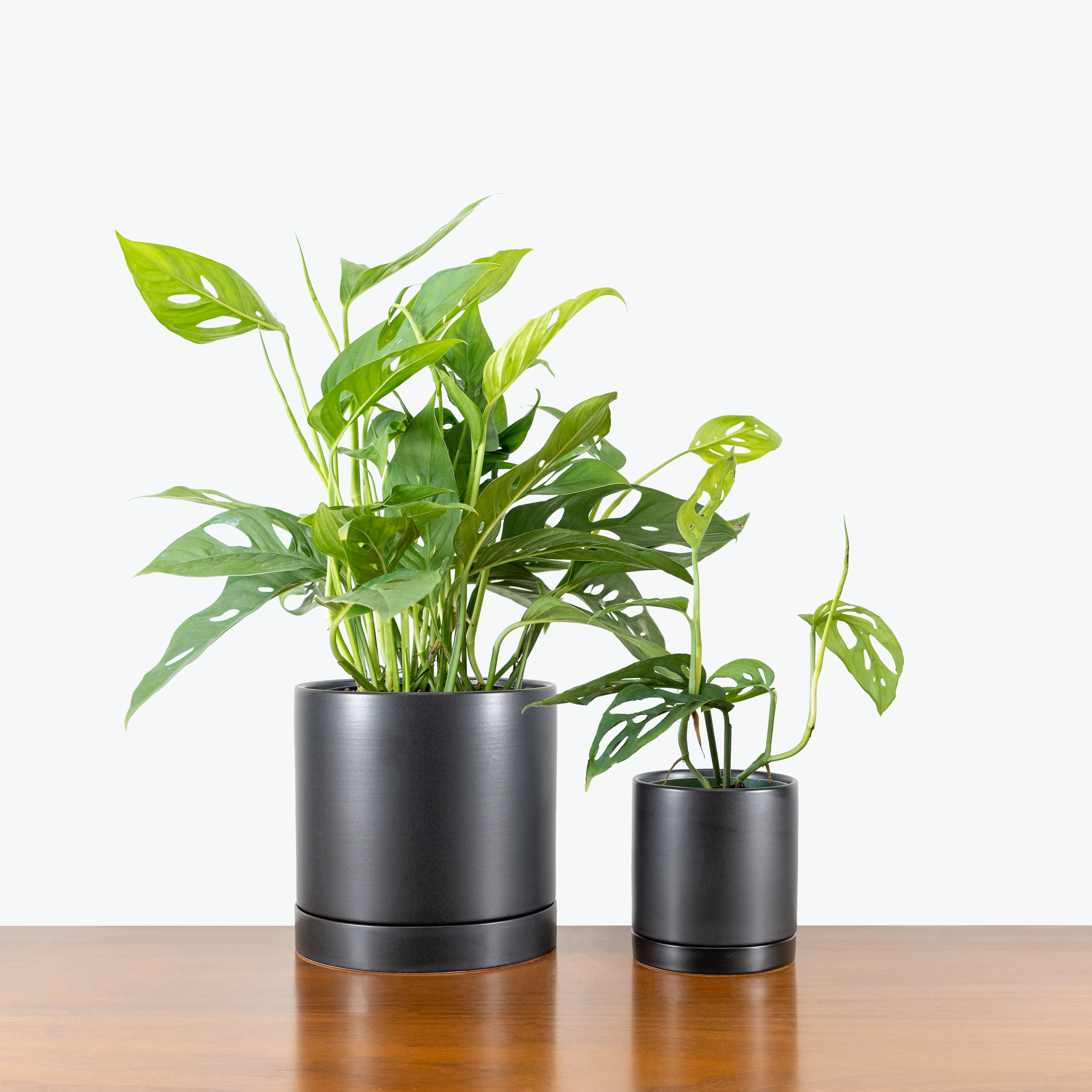 Modern Ceramic Planter with Saucer - House Plants Delivery Toronto - JOMO Studio #color_matte black