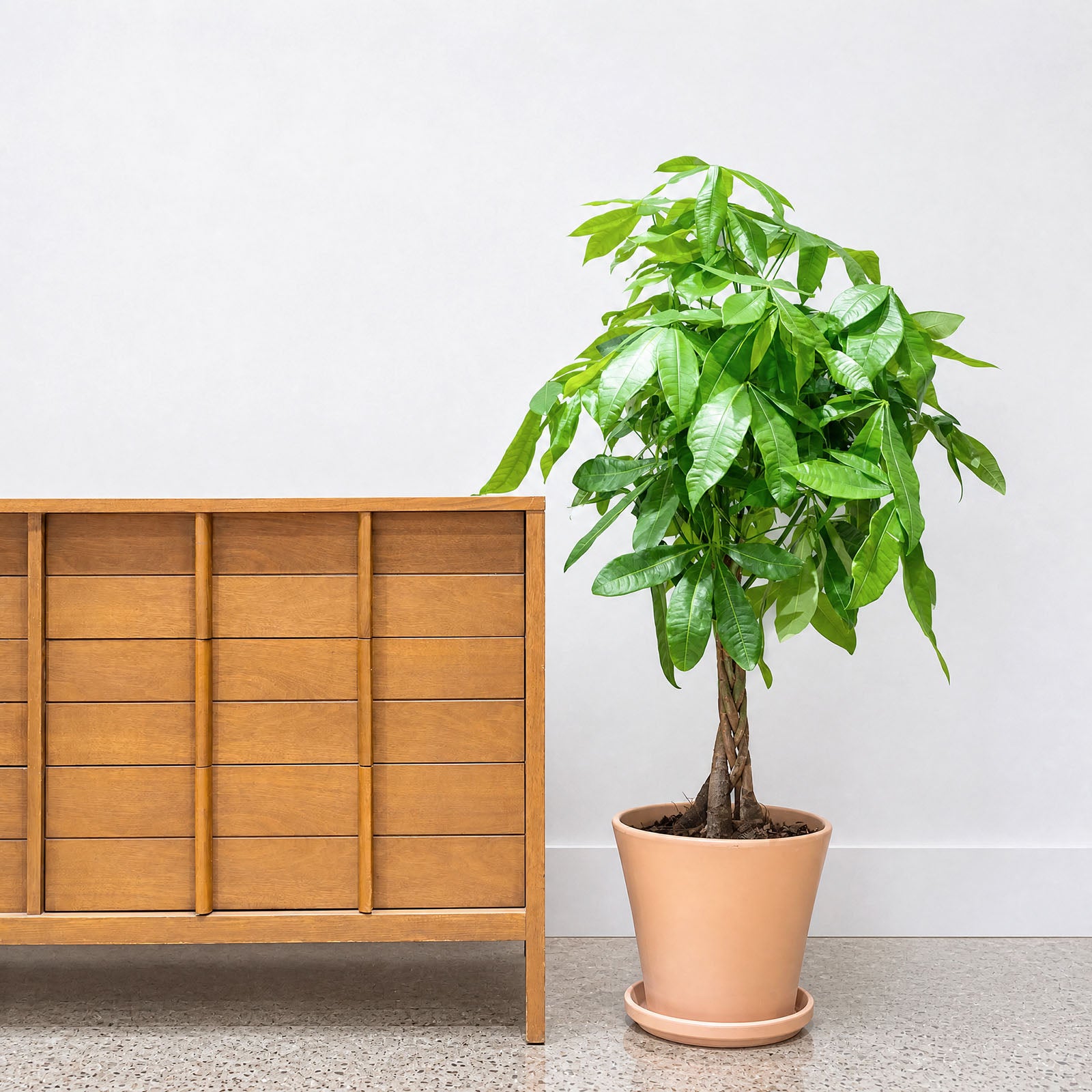 Modern Clay Planter - House Plants Delivery Toronto - JOMO Studio