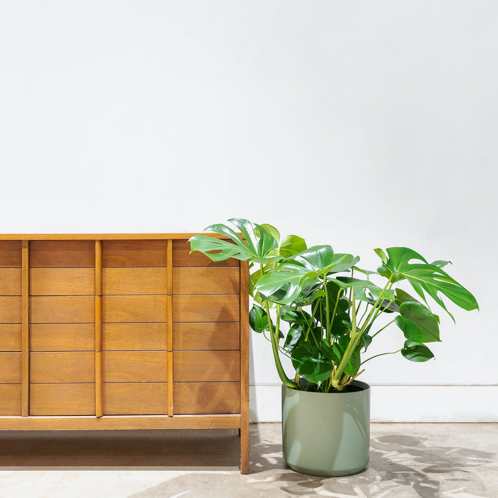 Modern Green Ceramic Planter - House Plants Delivery Toronto - JOMO Studio