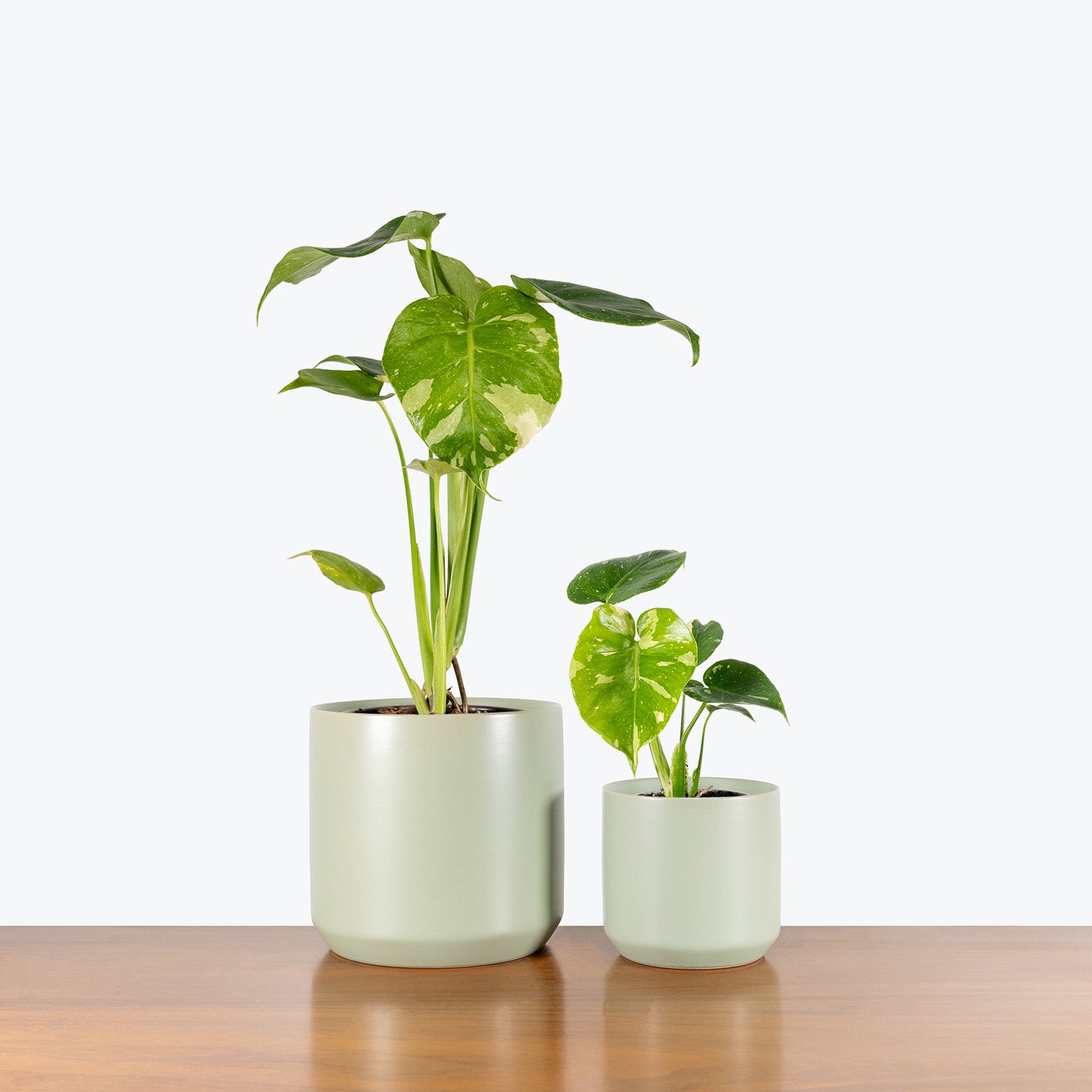 Modern Green Ceramic Planter - House Plants Delivery Toronto - JOMO Studio