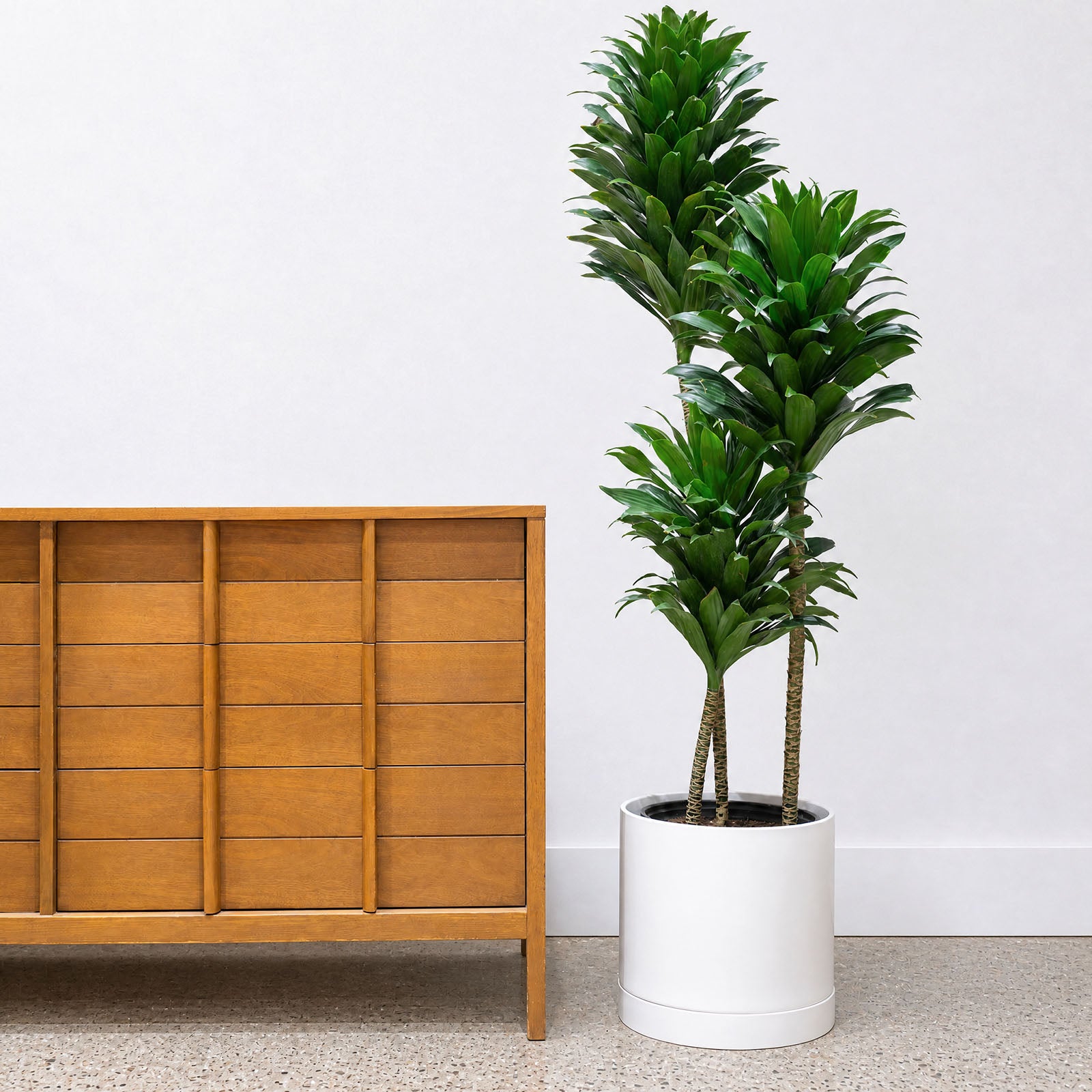 Modern Ceramic Planter with Saucer - House Plants Delivery Toronto - JOMO Studio #color_matte white