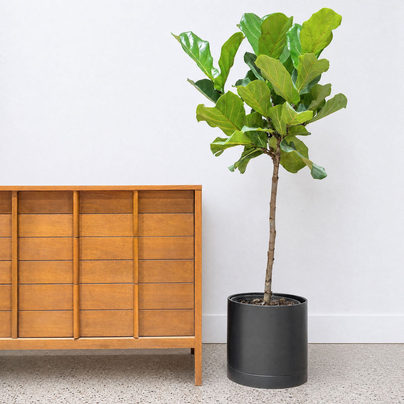 Modern Ceramic Planter with Saucer - House Plants Delivery Toronto - JOMO Studio #color_matte black