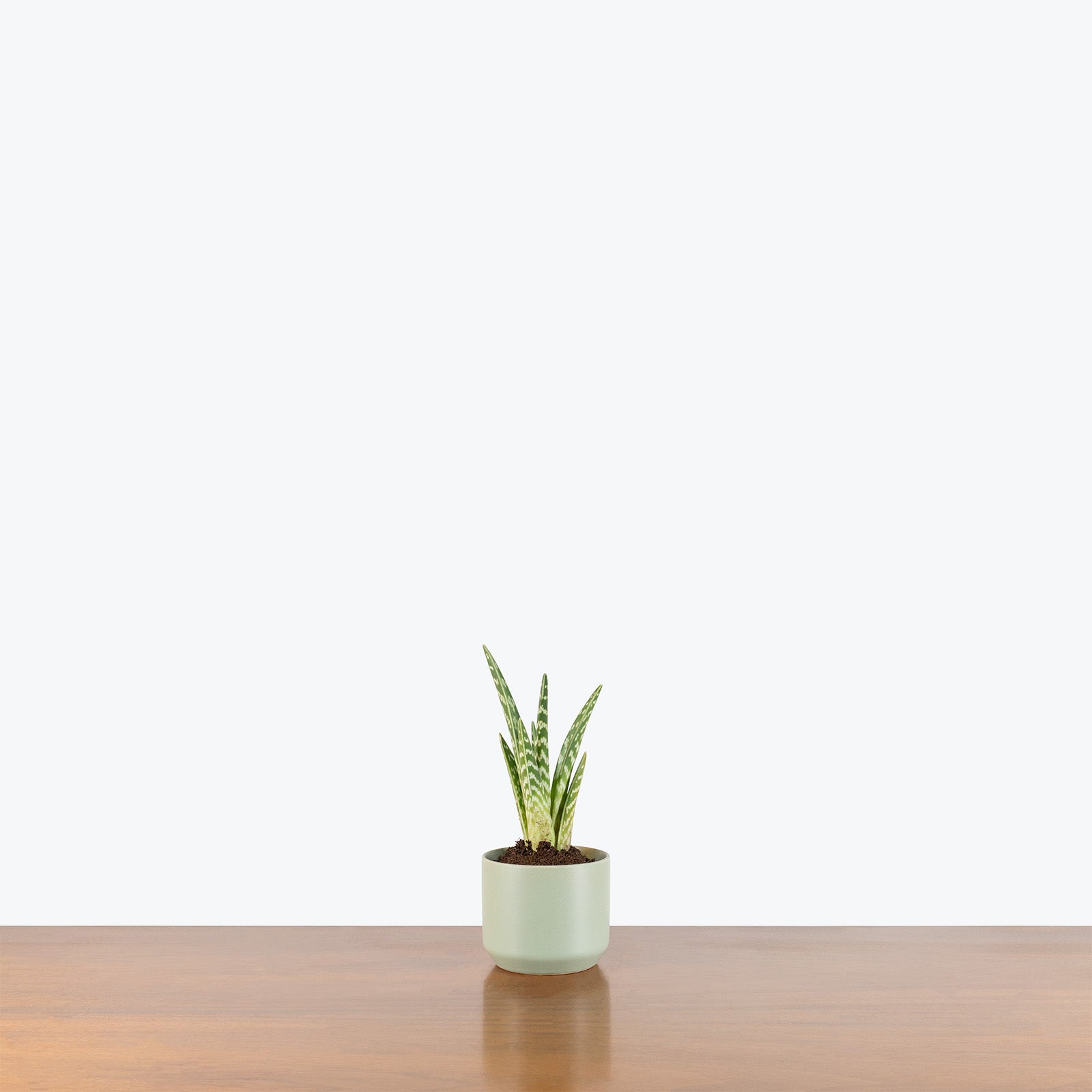 Modern Green Ceramic Planter - House Plants Delivery Toronto - JOMO Studio
