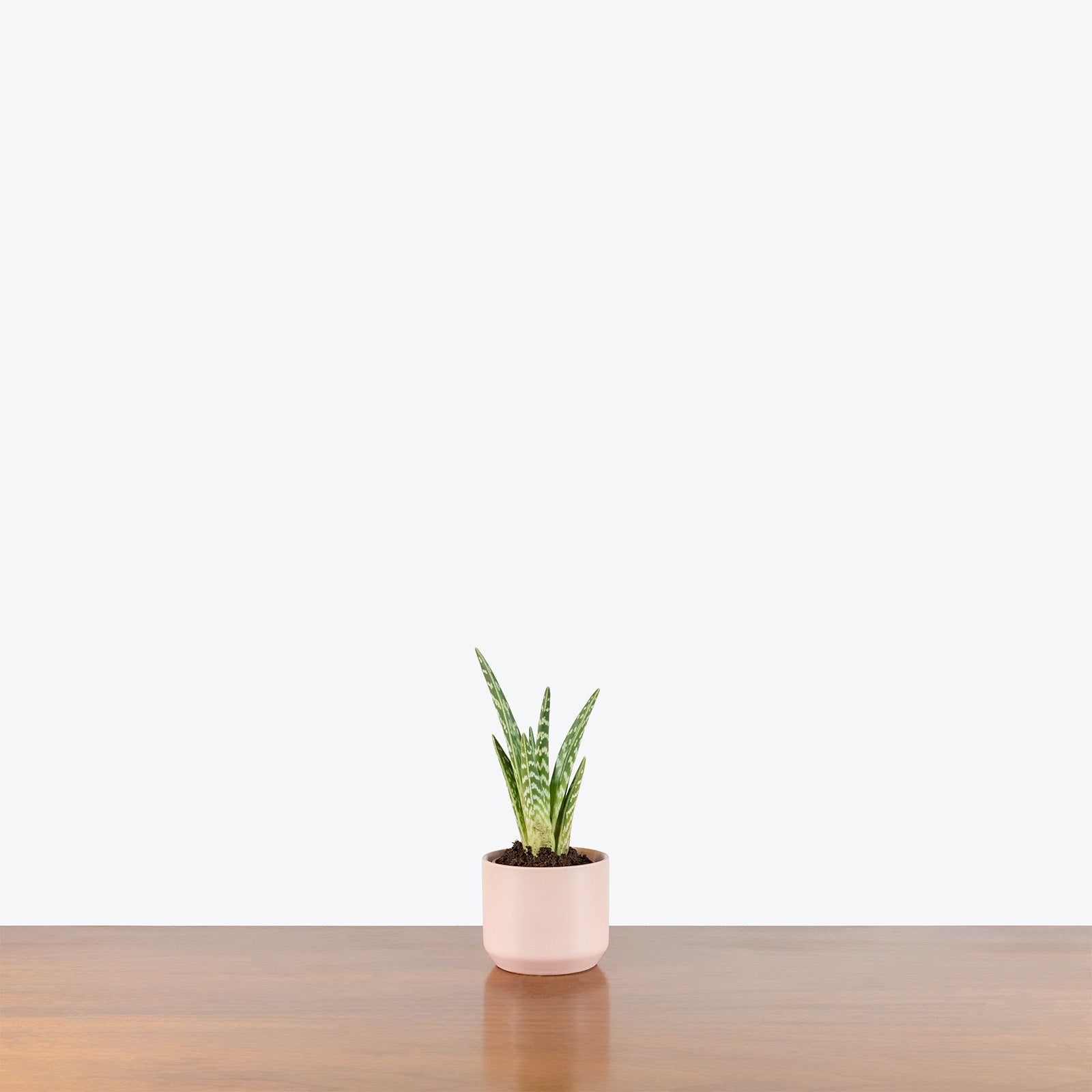 Modern Pink Ceramic Planter - House Plants Delivery Toronto - JOMO Studio
