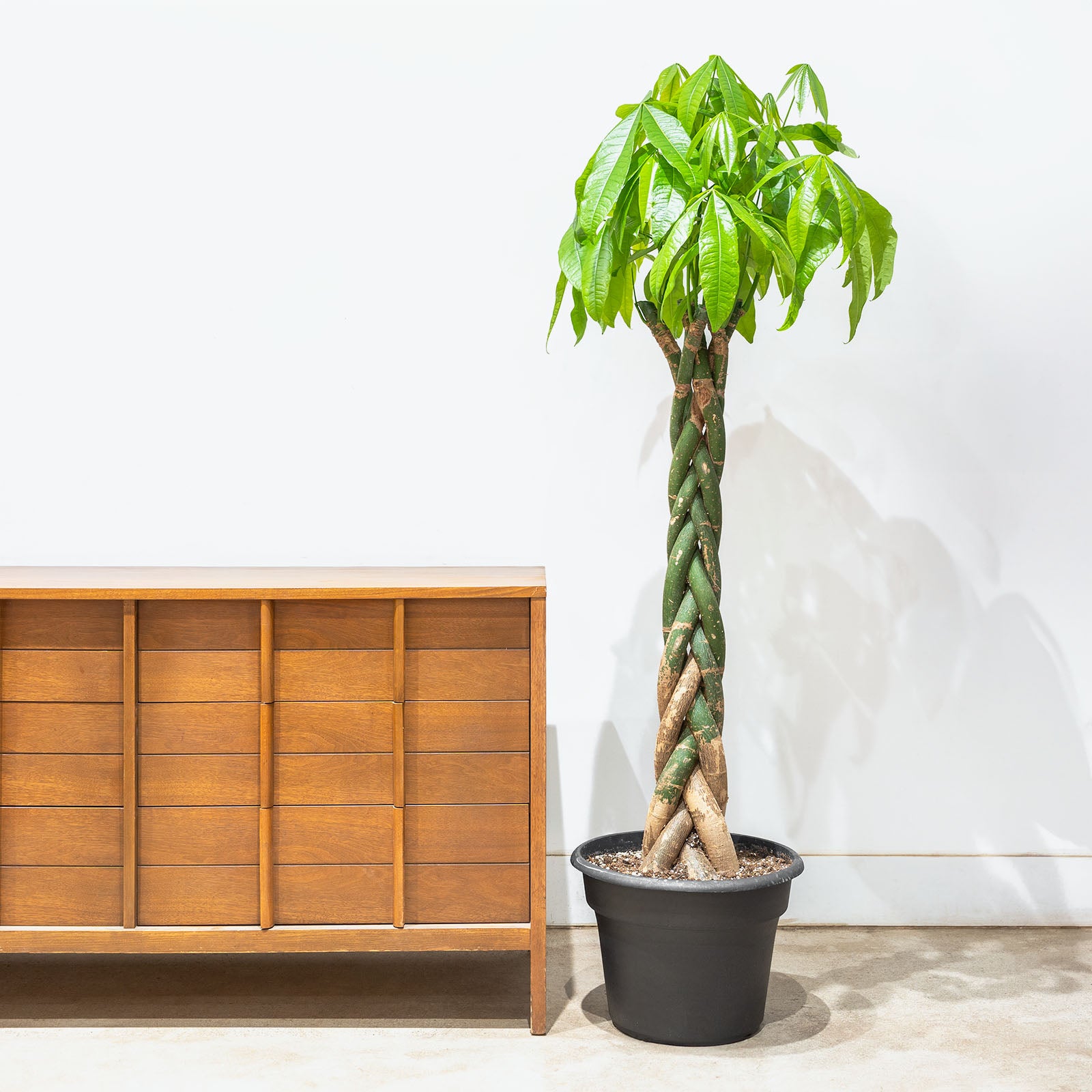 Money Tree | Pachira Aquatica | Care Guide and Pro Tips - Delivery from Toronto across Canada - JOMO Studio