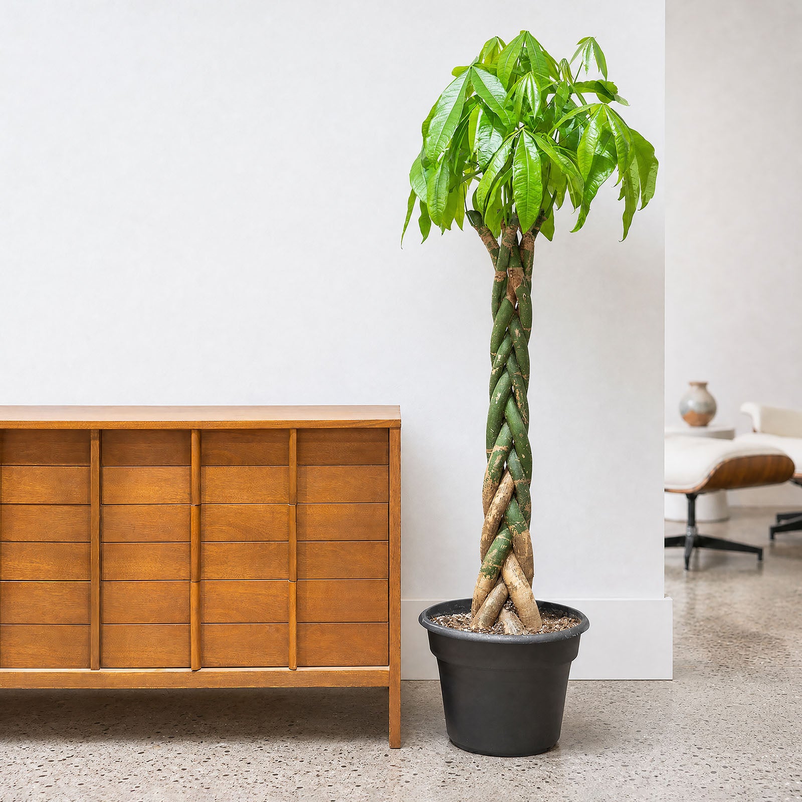 Money Tree | Pachira Aquatica | Care Guide and Pro Tips - Delivery from Toronto across Canada - JOMO Studio