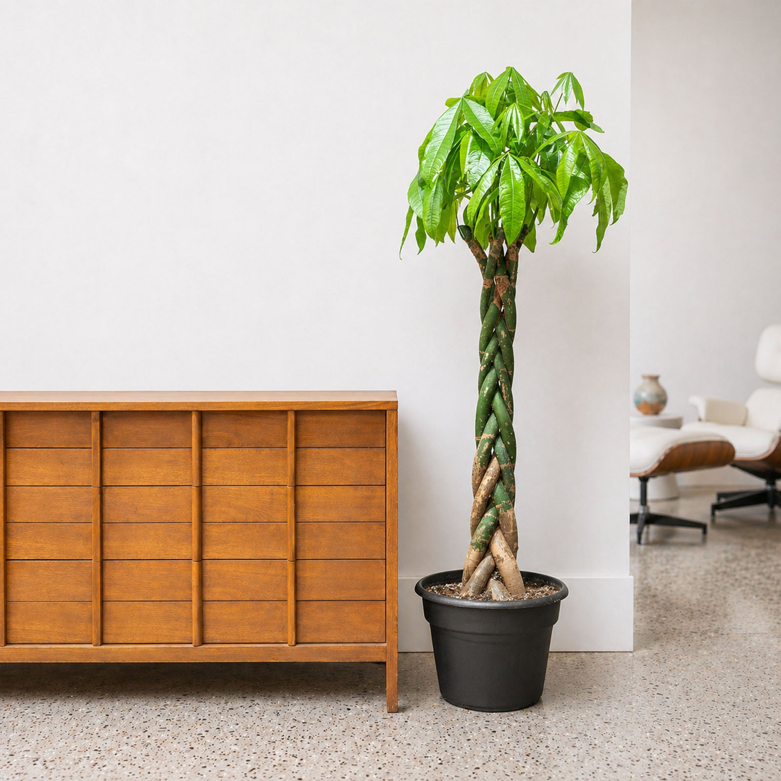 Money Tree | Pachira Aquatica | Care Guide and Pro Tips - Delivery from Toronto across Canada - JOMO Studio