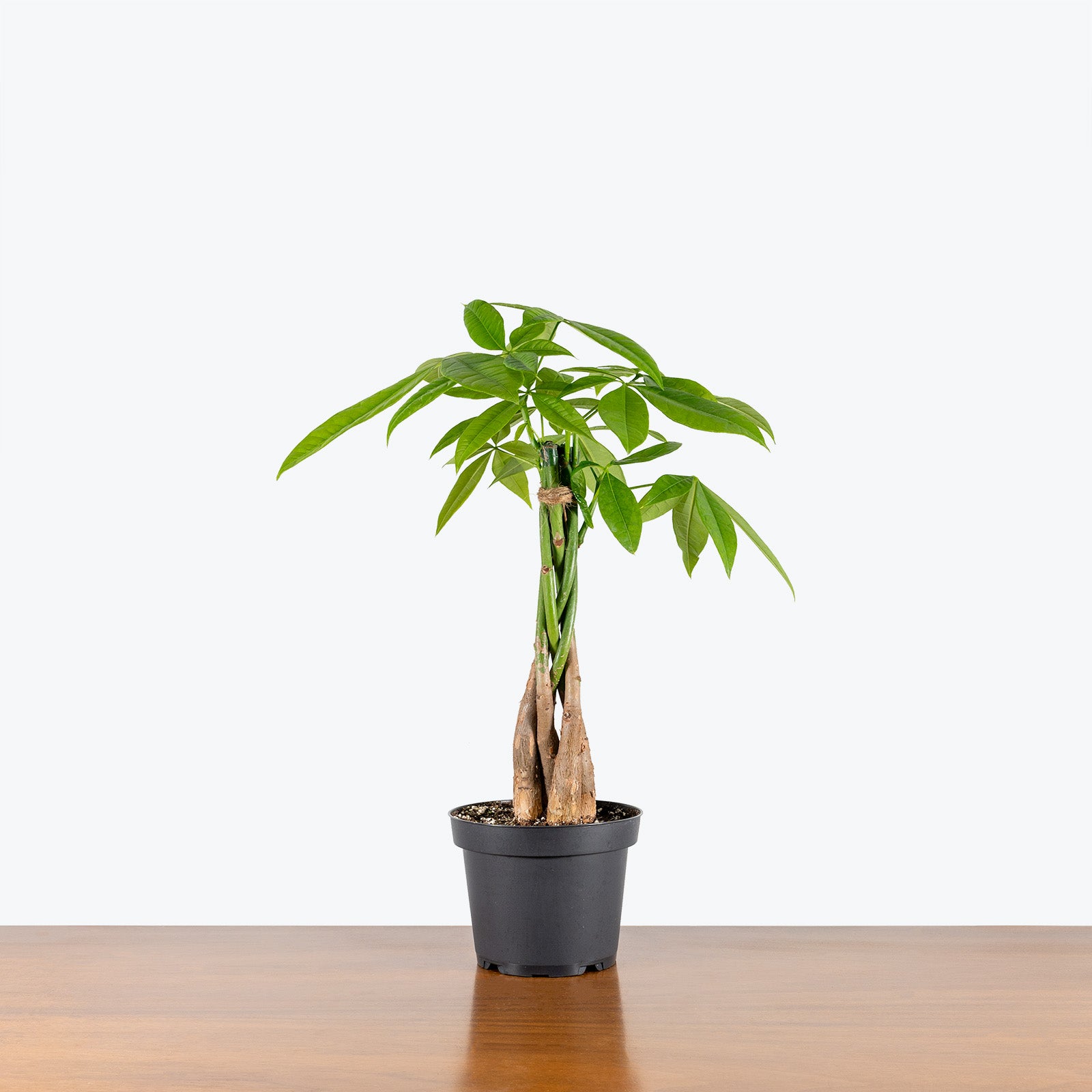Money Tree | Pachira Aquatica | Care Guide and Pro Tips - Delivery from Toronto across Canada - JOMO Studio