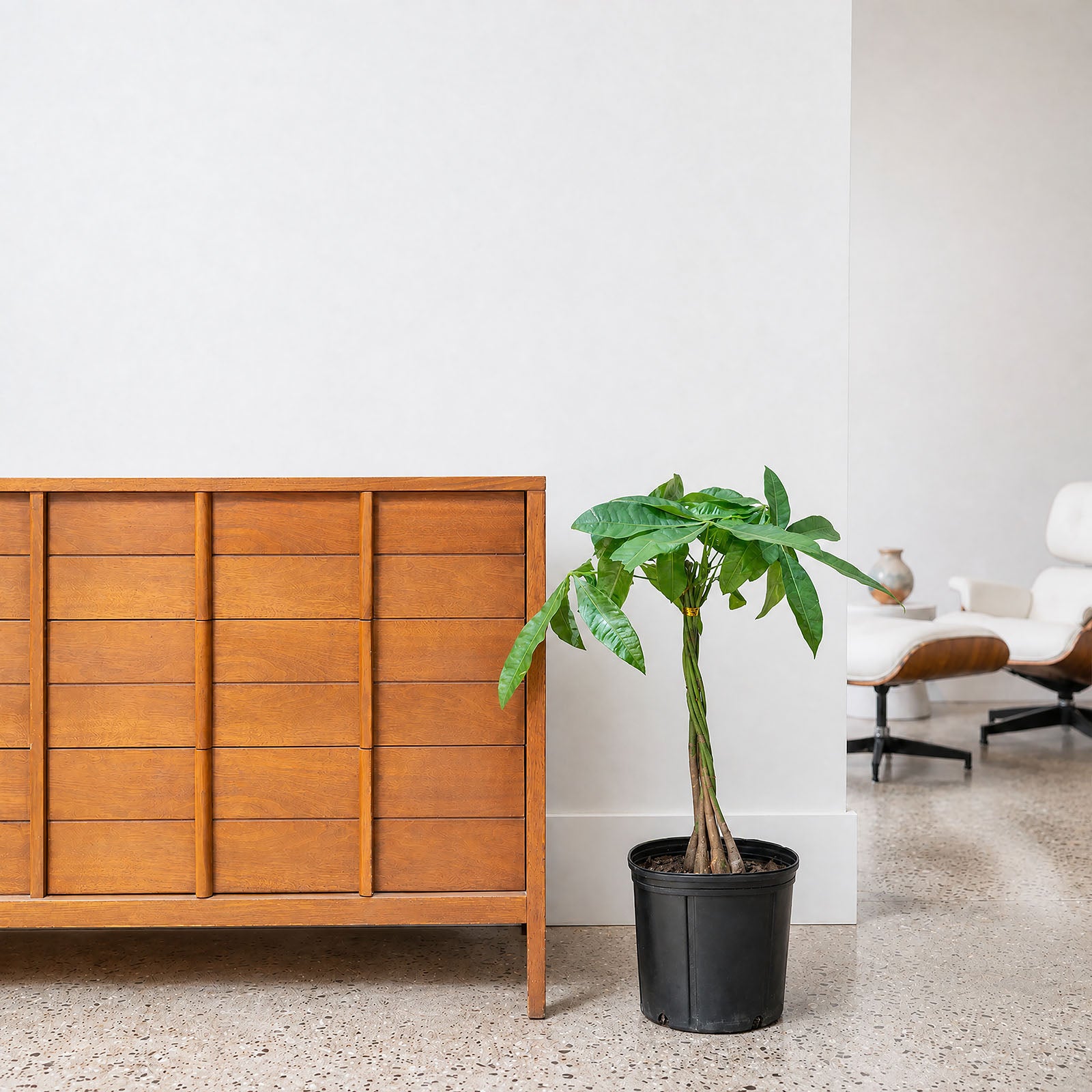 Money Tree | Pachira Aquatica | Care Guide and Pro Tips - Delivery from Toronto across Canada - JOMO Studio