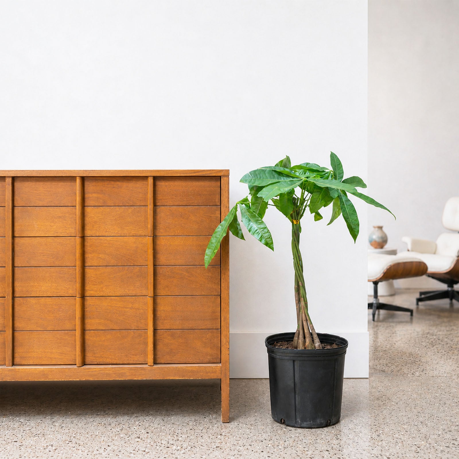 Money Tree | Pachira Aquatica | Care Guide and Pro Tips - Delivery from Toronto across Canada - JOMO Studio