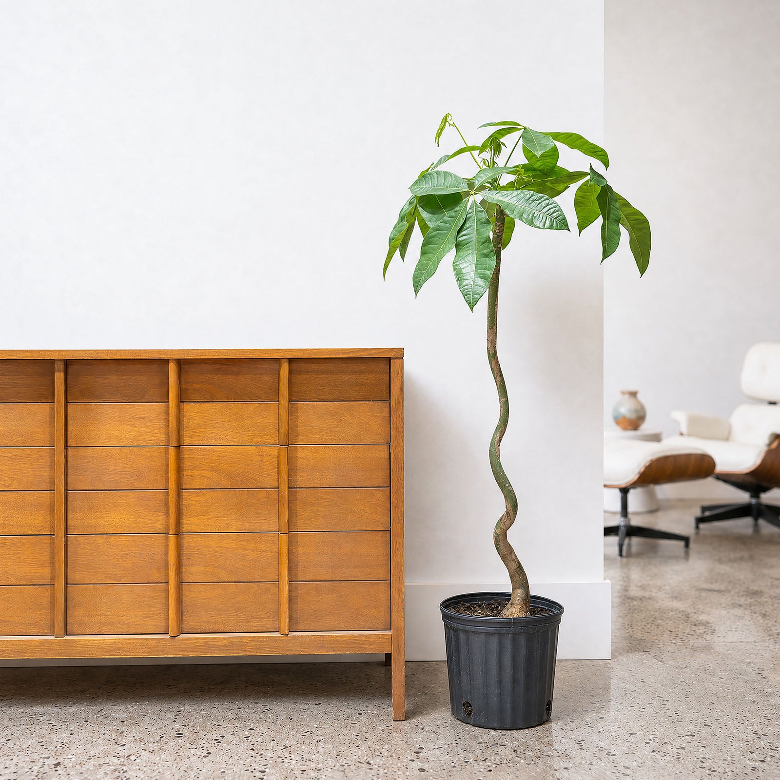 Money Tree