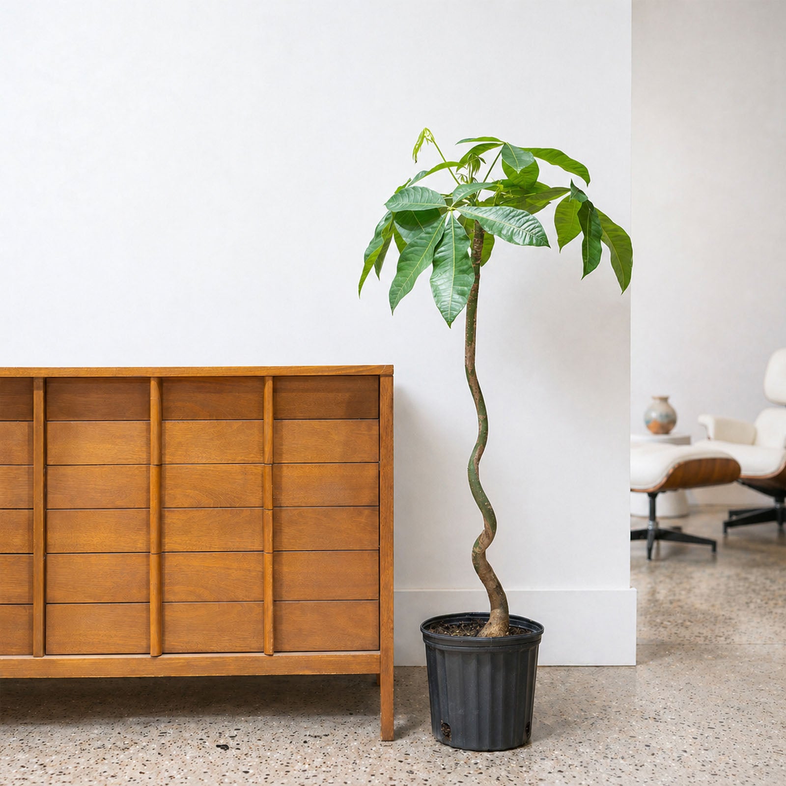 Money Tree
