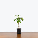 Money Tree — 4" Pot