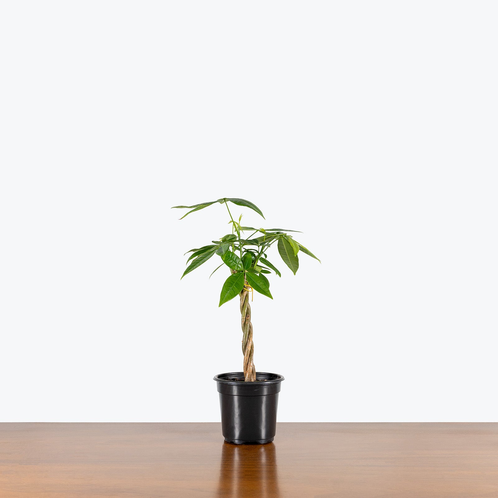 Money Tree | Pachira Aquatica | Care Guide and Pro Tips - Delivery from Toronto across Canada - JOMO Studio
