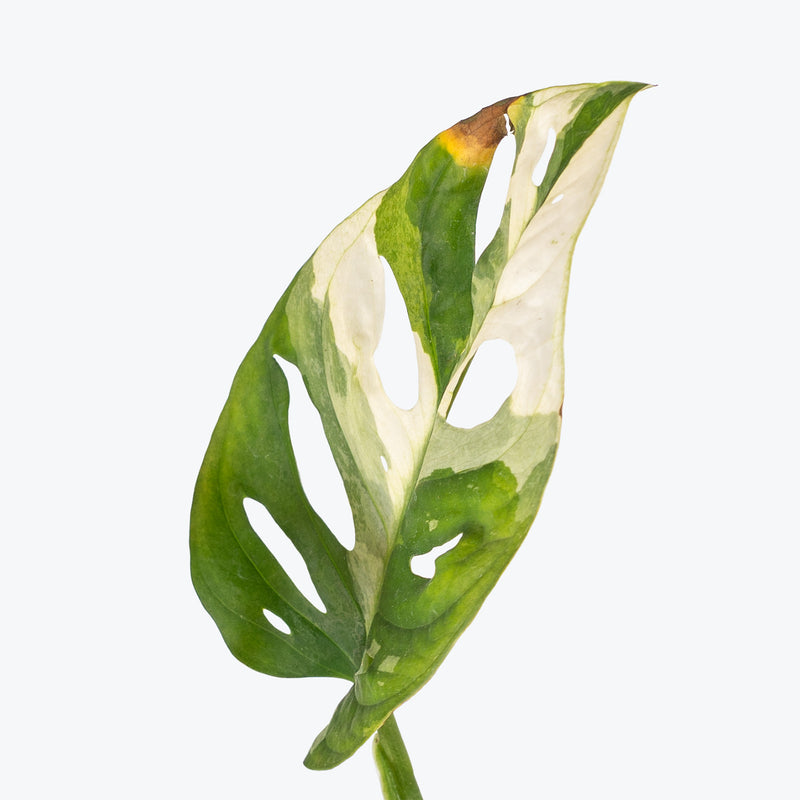 Monstera Adansonii Albo | Care Guide and Pro Tips - Delivery from Toronto across Canada - JOMO Studio